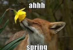 fox daffodil spring